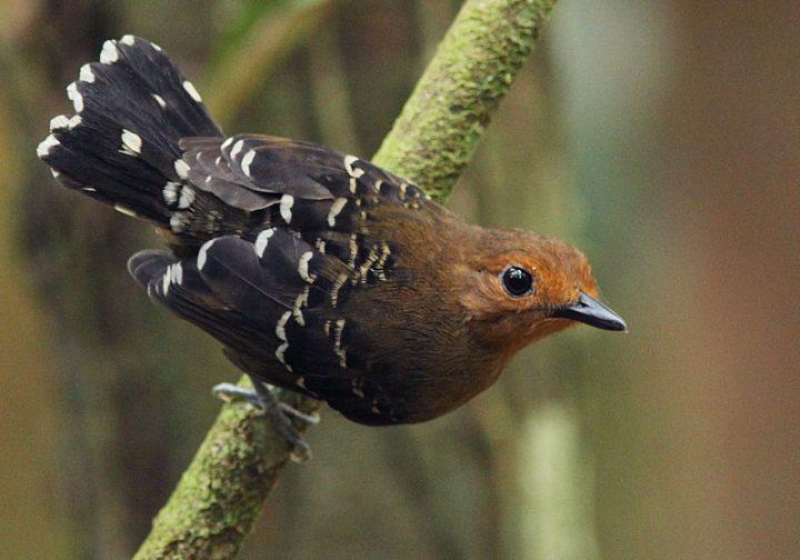 Common Scale-backed Antbird by David Beadle https://macaulaylibrary.org/asset/21093101