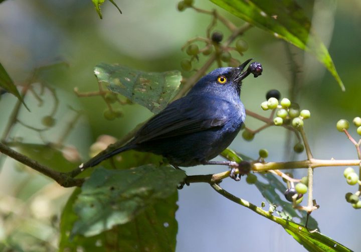 Deep-blue Flowerpiercer by Robert Tizard https://macaulaylibrary.org/asset/118641751