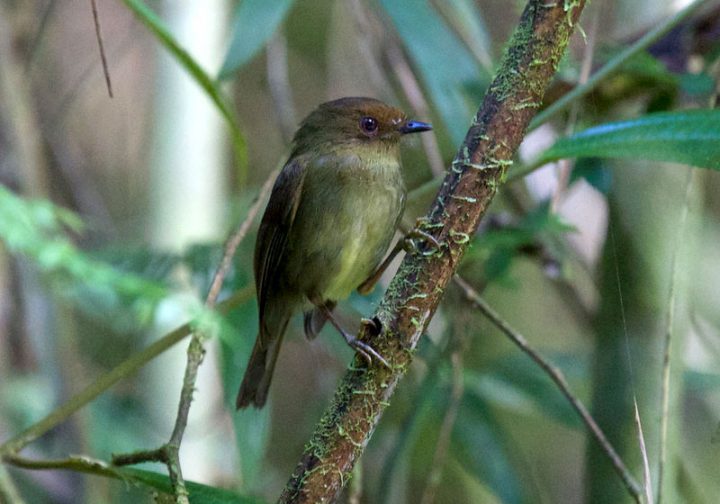 Hazel-fronted Pygmy-Tyrant Robert Tizard https://macaulaylibrary.org/asset/118642241