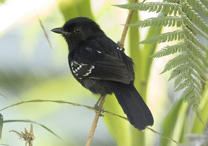 Variable Antishrike by Brian Sullivan https://macaulaylibrary.org/asset/65063061