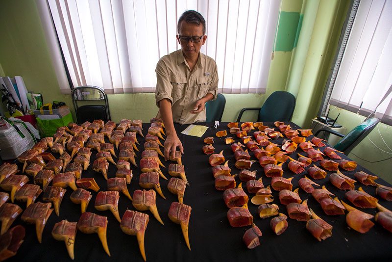 Conservationist Yoki Hadiprakarsa investigates a stockpile of confiscated Helmeted Hornbill casques in Jakarta. Smugglers move hornbill casques through the black market for sale as ornaments and artwork. Photo by Tim Laman.