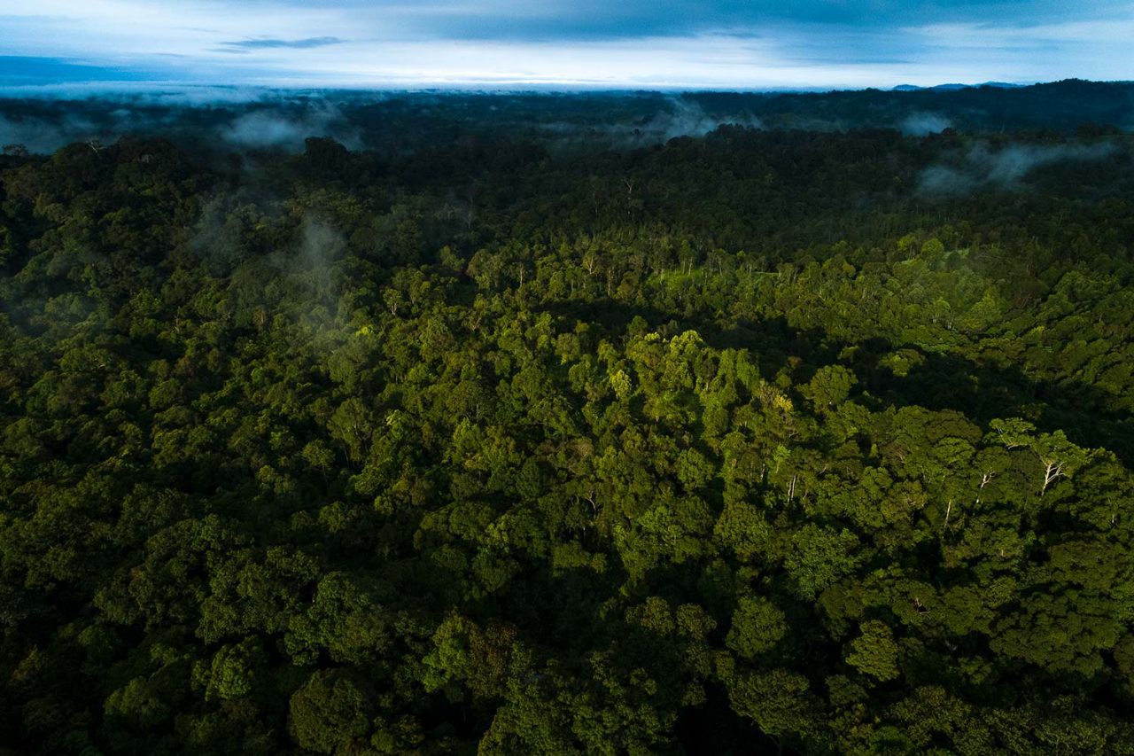 The remote Sungai Utik forest of Indonesia. Photo by Tim Laman.