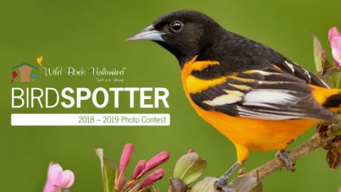 Birdspotter photo contest, Baltimore Oriole by Linda Peterson