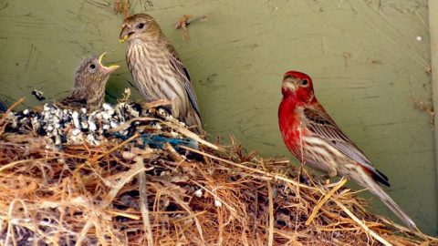 House Finches at a nest. Photo by Karin Hicks via Home Tweet Home, NestWatch photo contest