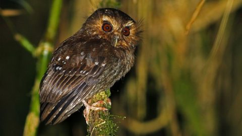 Long-Whiskered Owlet by Andrew Spencer-ML31432051