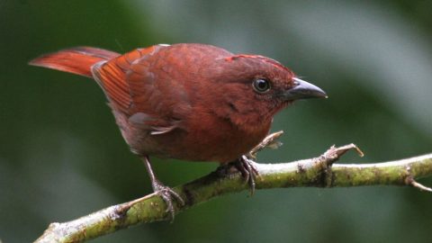 Red-crowned Ant-Tanager By Laura Keene/Macaulay Library-ML110154021