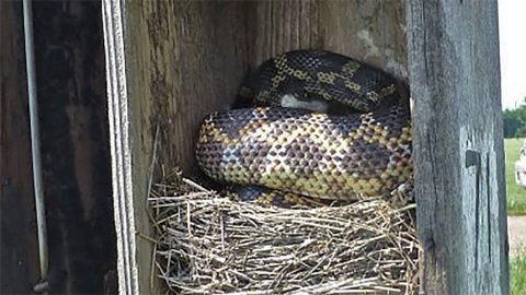 Texas Rat Snake in Eastern Bluebird nesting box, it consumed 5 young & unknown adults Photo by terri sandvik via NestWatch.
