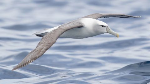 White-capped Albatross by Ian Davies, ML