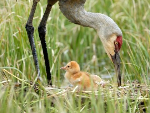 Sandhill Crane tends a chick and an egg on its nest in Wyoming