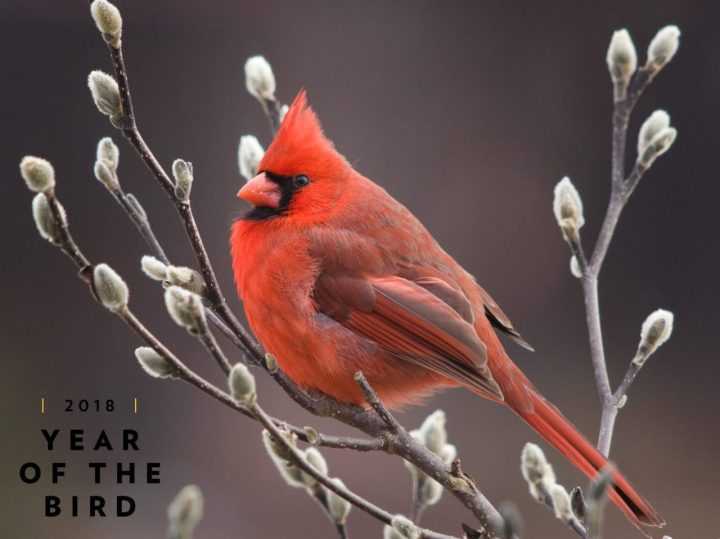 Northern Cardinal with winter buds by Michele Black/GBBC.
