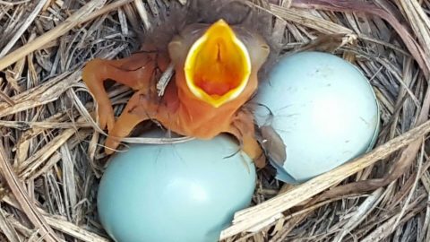 Just hatched and ready to be fed! Eastern Bluebird chick. Photo by Kimberlie Sasan/Nestwatch