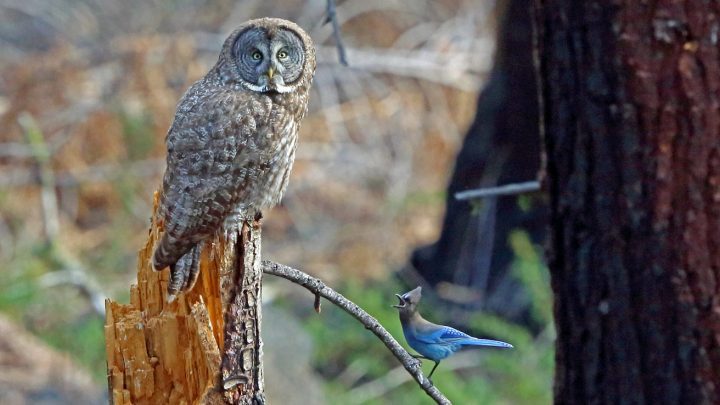 Great Gray Owl and Steller's Jay by Nigel Voaden/Macaulay Library, ML46580921
