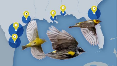 Gulf Coast and warblers- map by Jillian Ditner, photos by Tom Auer/ML