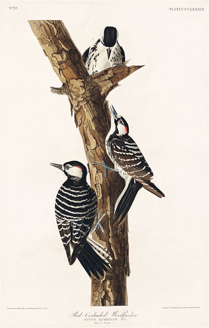 The Red-cockaded Woodpecker was well known to Audubon who included it in his portfolio, "It glides upwards and sidewise along the trunks and branches, [...] moving with astonishing alertness, and at every motion emitting a short, shrill and clear note, which can be heard at a considerable distance.” Image via Wikimedia Commons.