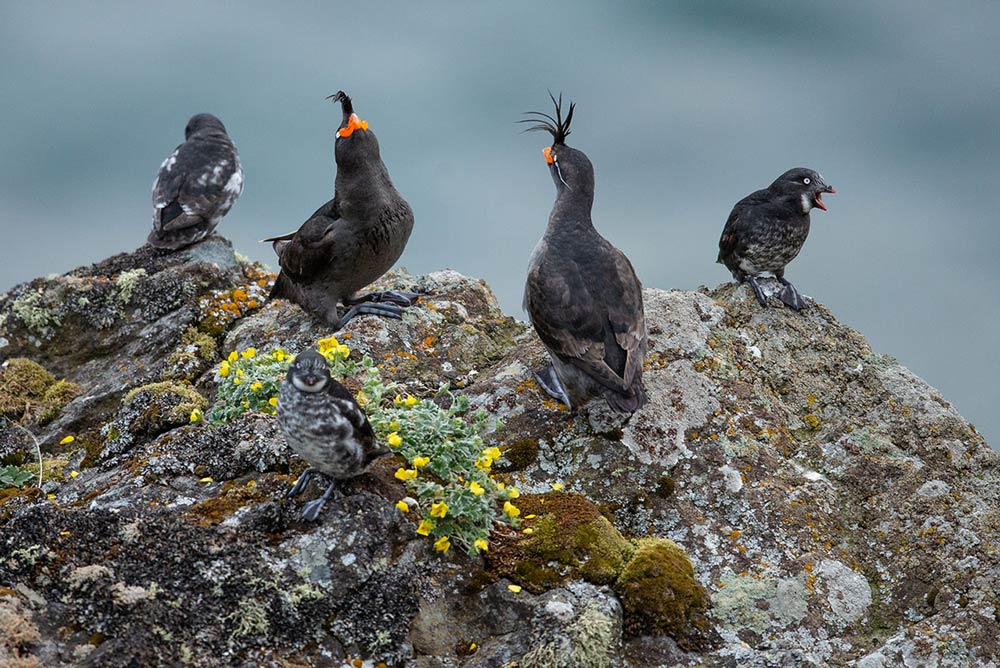 Crested and Least Auklets display at a colony near the Glory of Russia Cape on St. Matthew Island. Photo by Andy Johnson