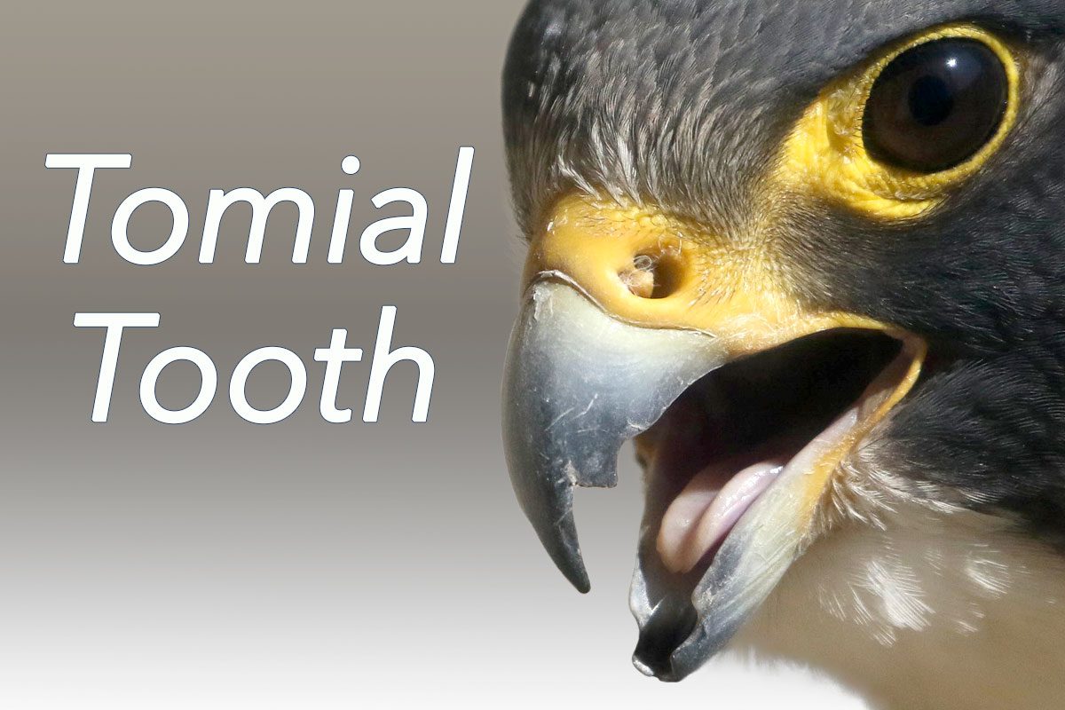 Birdword: Tomial Tooth, Peregrine Falcon by C&C Saladintion