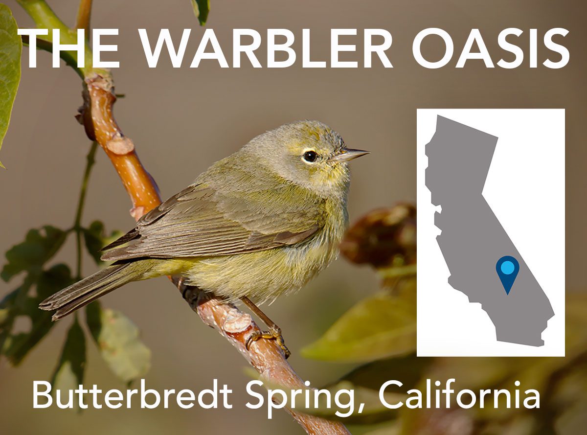 Orange-crowned Warbler (orestera), Gary Woods https://macaulaylibrary.org/asset/27122551