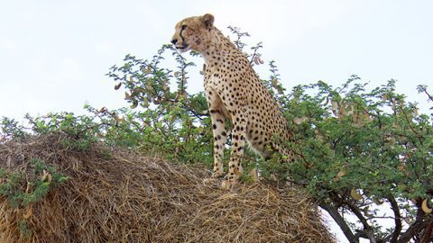 Cheetahs on Sociable Weaver nest. Photo by Liam Charlton