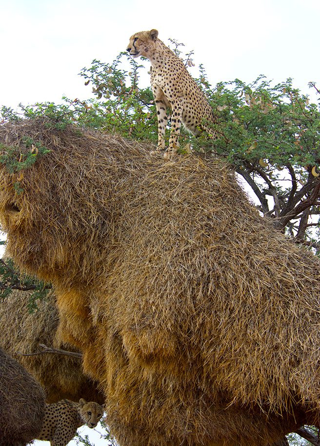 Cheetahs on Sociable Weaver nest. Photo by Liam Charlton