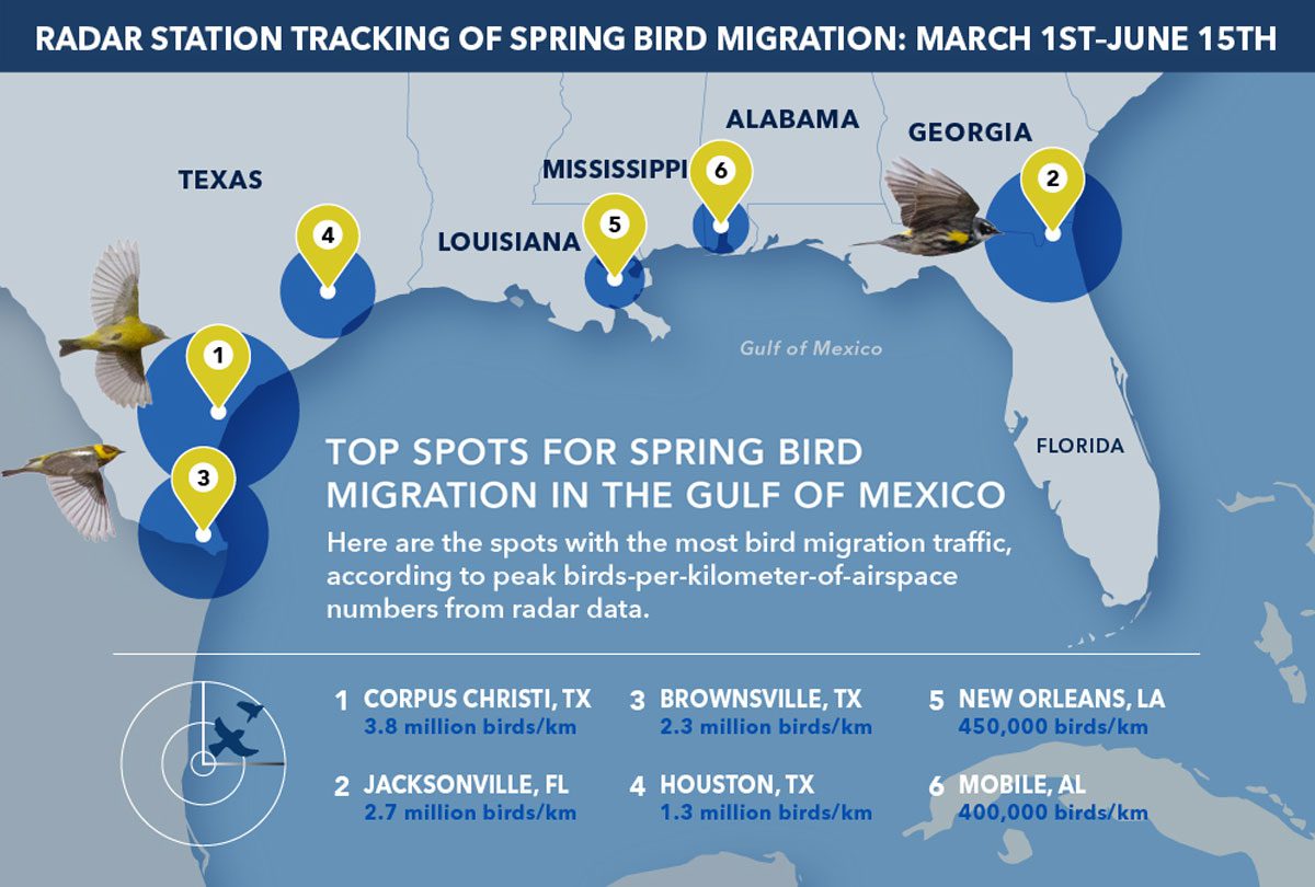 Graphic by Jillian Ditner. Data from Cornell Lab of Ornithology postdoctoral researcher Kyle Horton. Birds by Tom Auer/ML