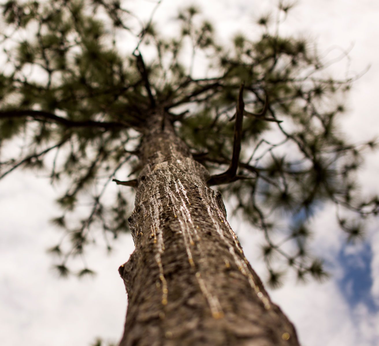 Longleaf pine by Mac Stone