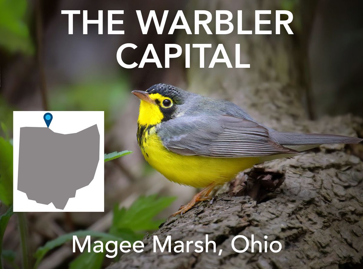 Canada Warbler in Magee Marsh, by Tim Hopwood via Birdshare
