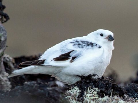 White bird with a few dark markings stands out against a dark background.