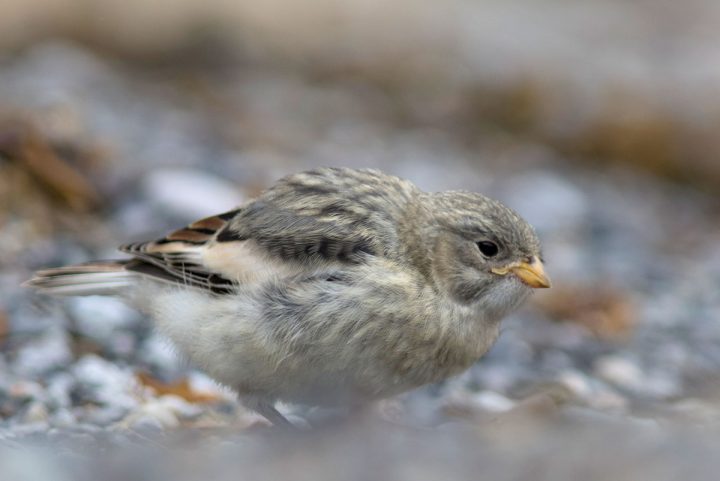 Juvenile buntings match their rocky homes. Photo by Bryce Robinson/Macaulay Library, ML107552731