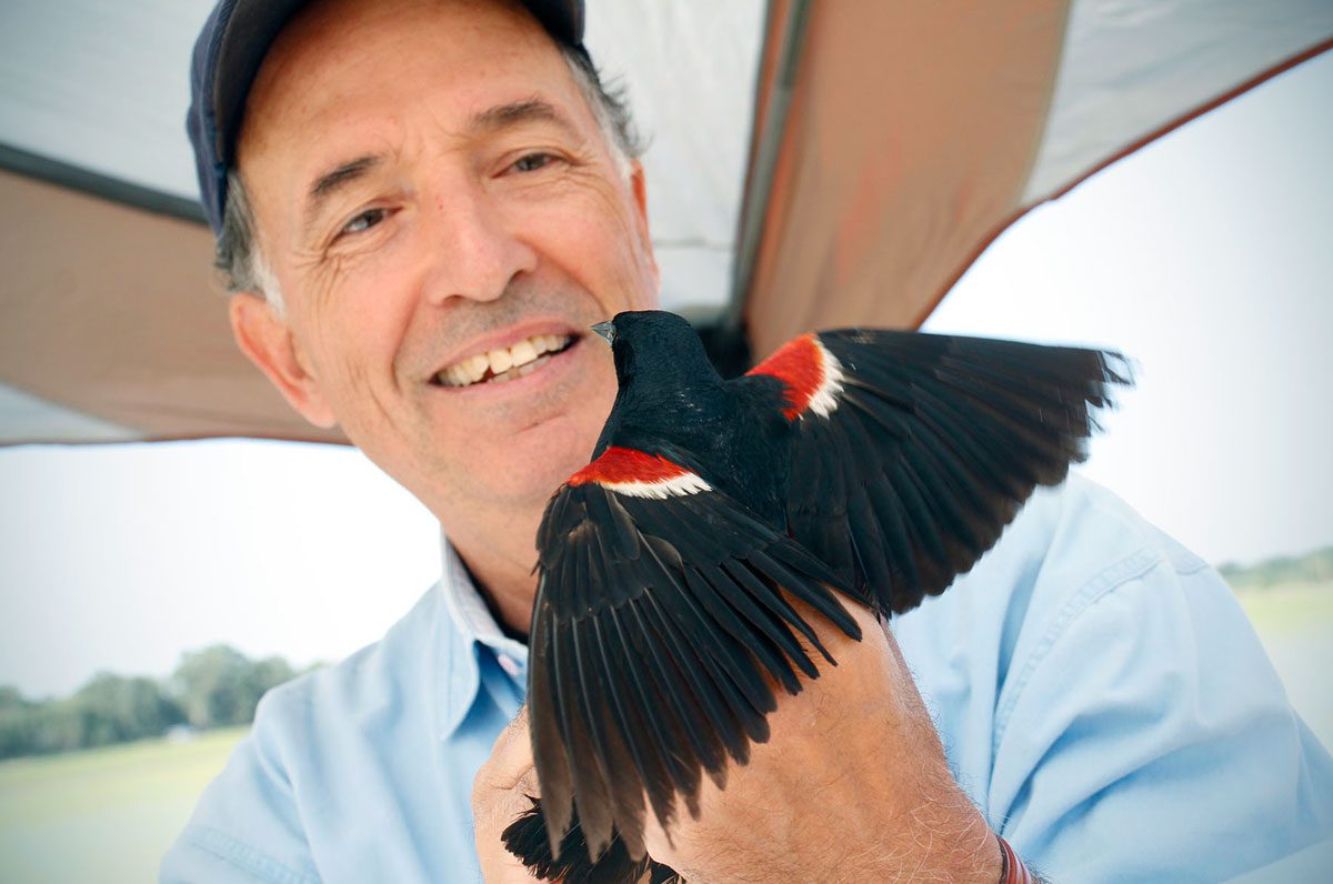 UC Davis biologist Bob Meese prepares to release a banded male Tricolored Blackbird during his research at the Conaway Ranch in California’s Central Valley. Photo by Sylvia Wright.