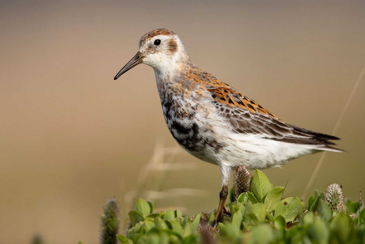A Pribilof Rock Sandpiper keeps watch over its nest site. The sandpiper parents share duties—while one is on the nest, the other stands guard nearby to warn its mate of potential threats. Photo by Andy Johnson