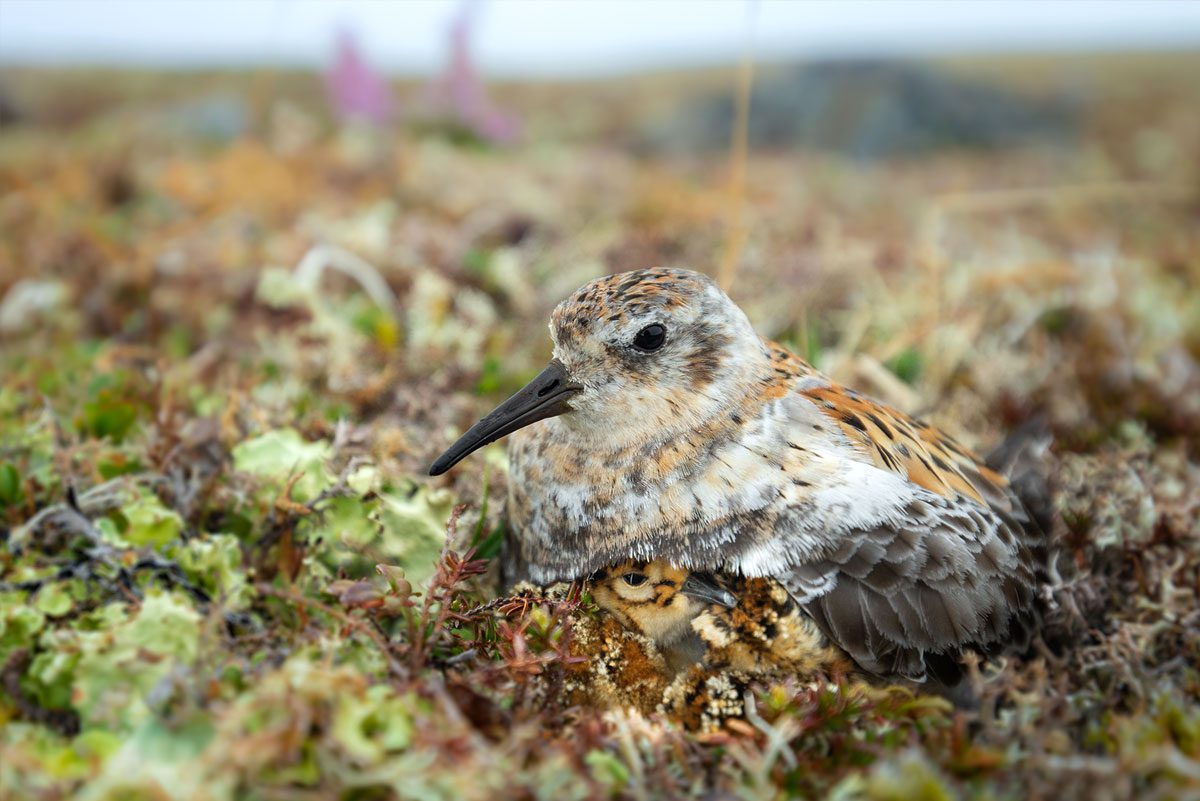A downy Pribilof Rock Sandpiper chick peeks out from under its mother. Nesting on the open tundra, they rely on their camouflage plumage for safety. Photo by Andy Johnson