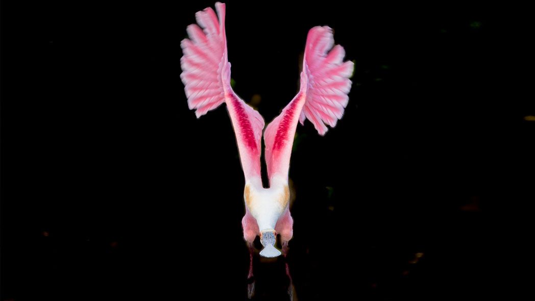 Gallery: A Roseate Spoonbill's Liftoff | All About Birds All About Birds