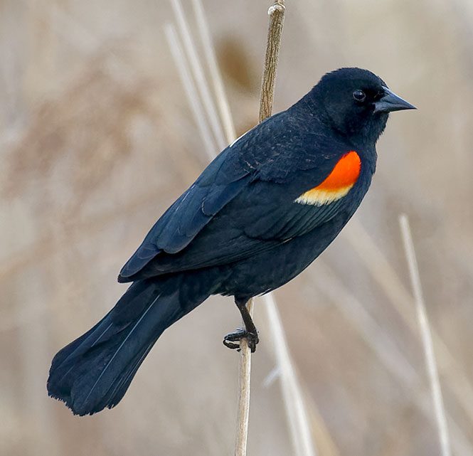 Red-winged Blackbird by Don Danko/Macaulay Library