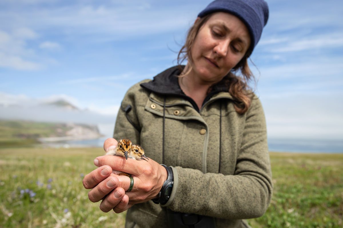 USGS biologist Rachel Richardson places a pair of newly hatched Rock Sandpiper chicks back into their nest after taking measurements. Photo by Andy Johnson