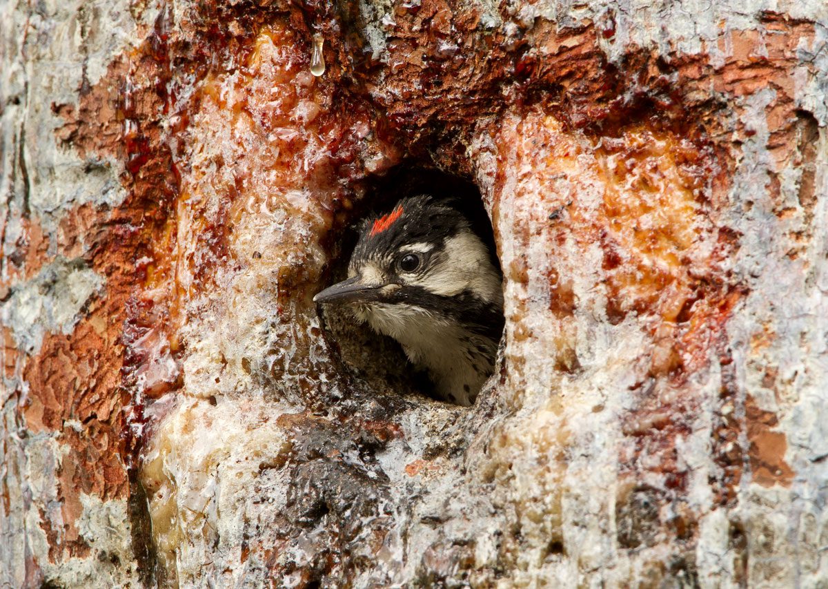 A young Red-cockaded Woodpecker pops its head out of a nest cavity. The adults excavate in old, live pines and peck holes in the bark around the nest entrance, causing the tree to leak pitch that helps keep tree-climbing snakes away. Photo by Brady Beck.
