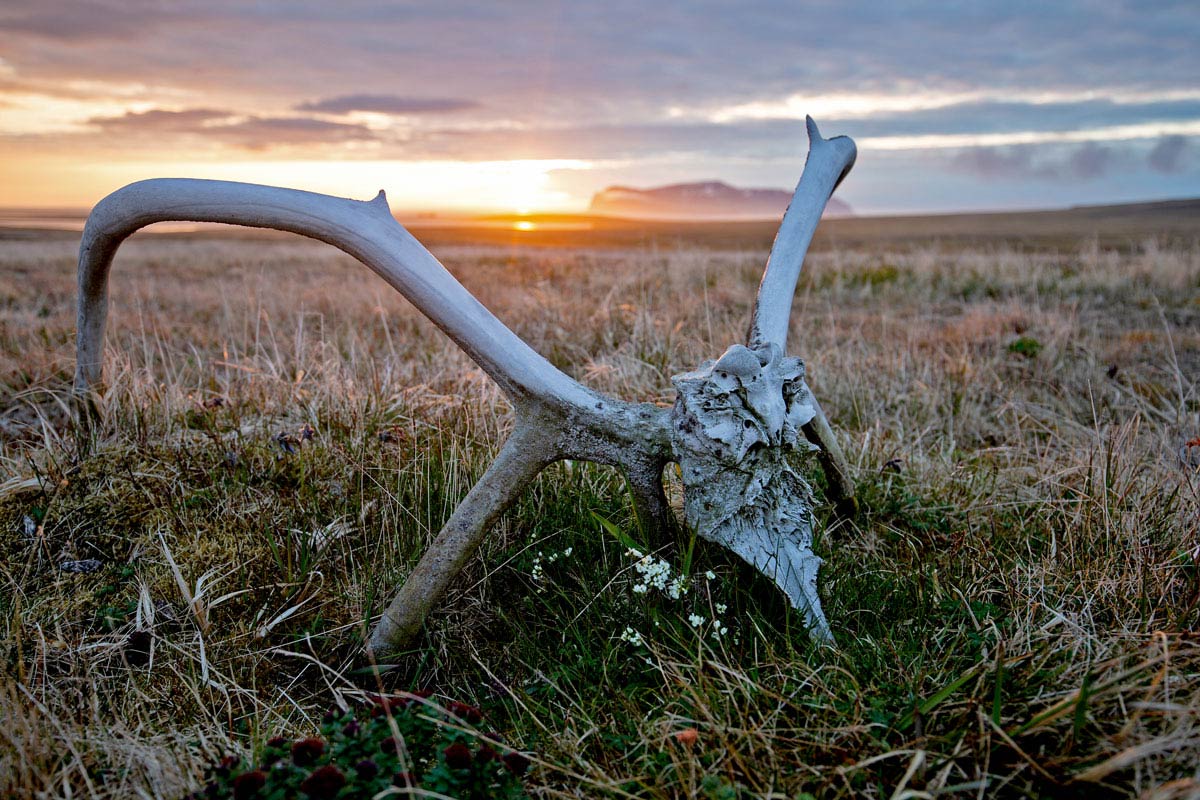 An introduced herd of reindeer overran St. Matthew Island in the 1950s, gobbling up ancient carpets of lichen. The ecosystem was permanently altered as grasses and sedges grew up and dominated the tundra. Photo by Andy Johnson