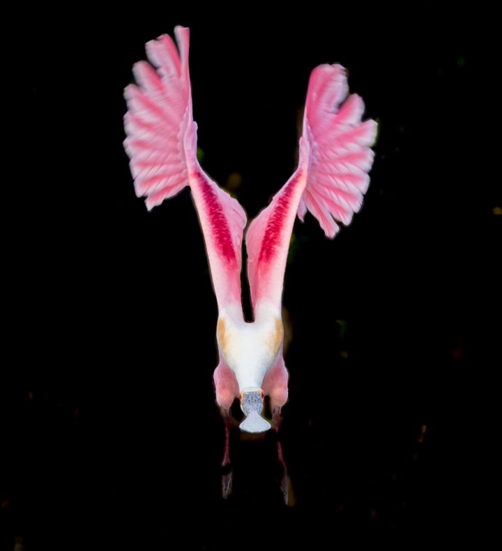 Gallery: A Roseate Spoonbill's Liftoff | All About Birds All About Birds