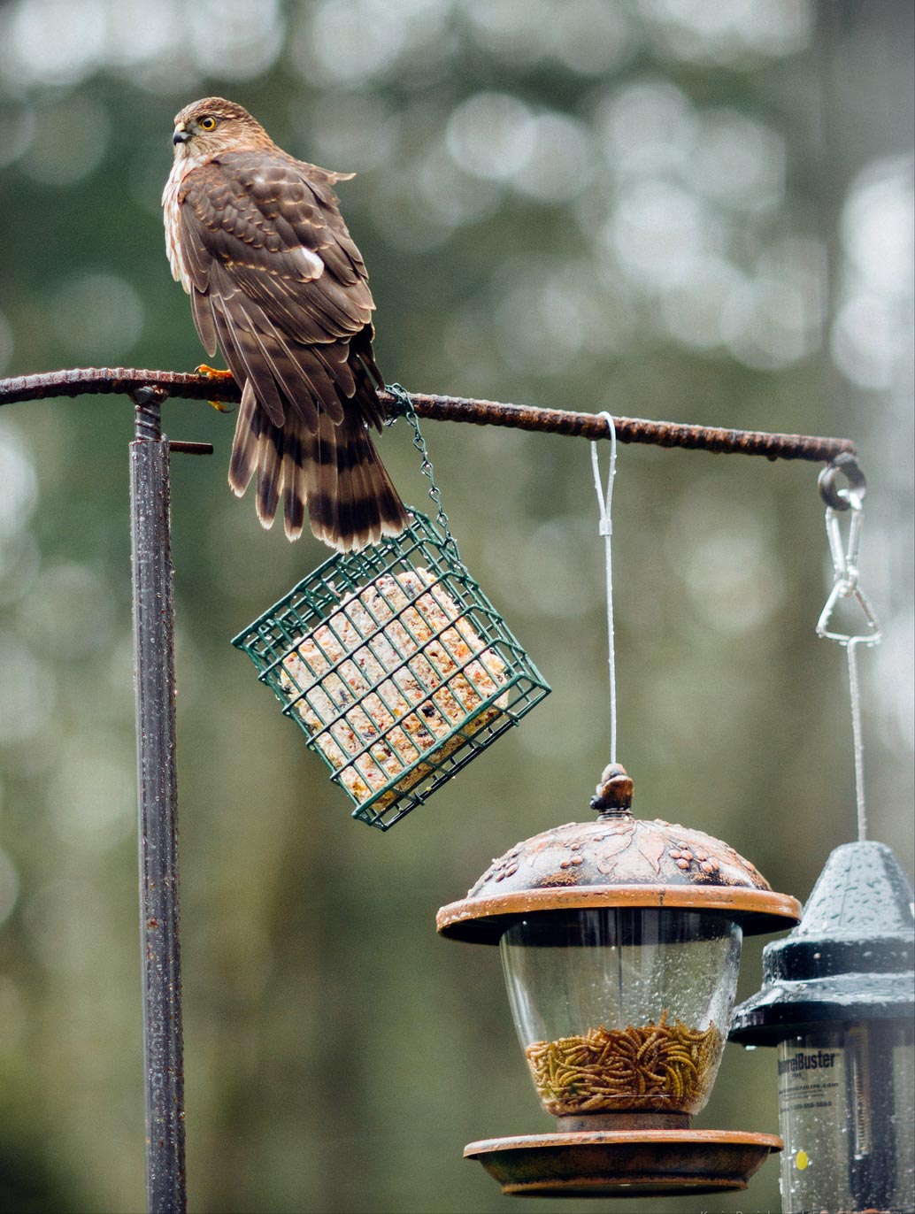 A young Cooper's Hawk at a feeder. Photo by Kevin Rosinbum via Birdshare.