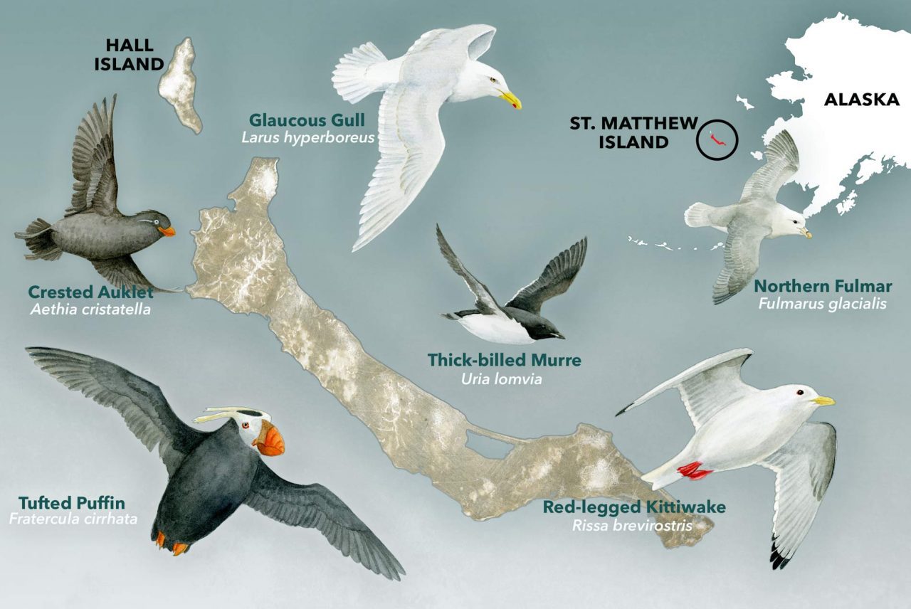 Birds of St Matthew Island, Graphic by Jillian Ditner; bird illustrations by Bartels Science Illustrator Jessica French