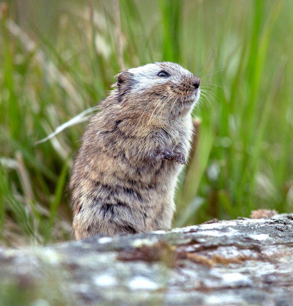 The smallest mammal on the island is the St. Mat­thew singing vole, named for its habit of standing at the opening of its tunnel while singing a cricket-like medley of high-pitched tones. In the dusky light of the long arctic evenings several voles in a colony often call back and forth in chorus. Photo by Andy Johnson