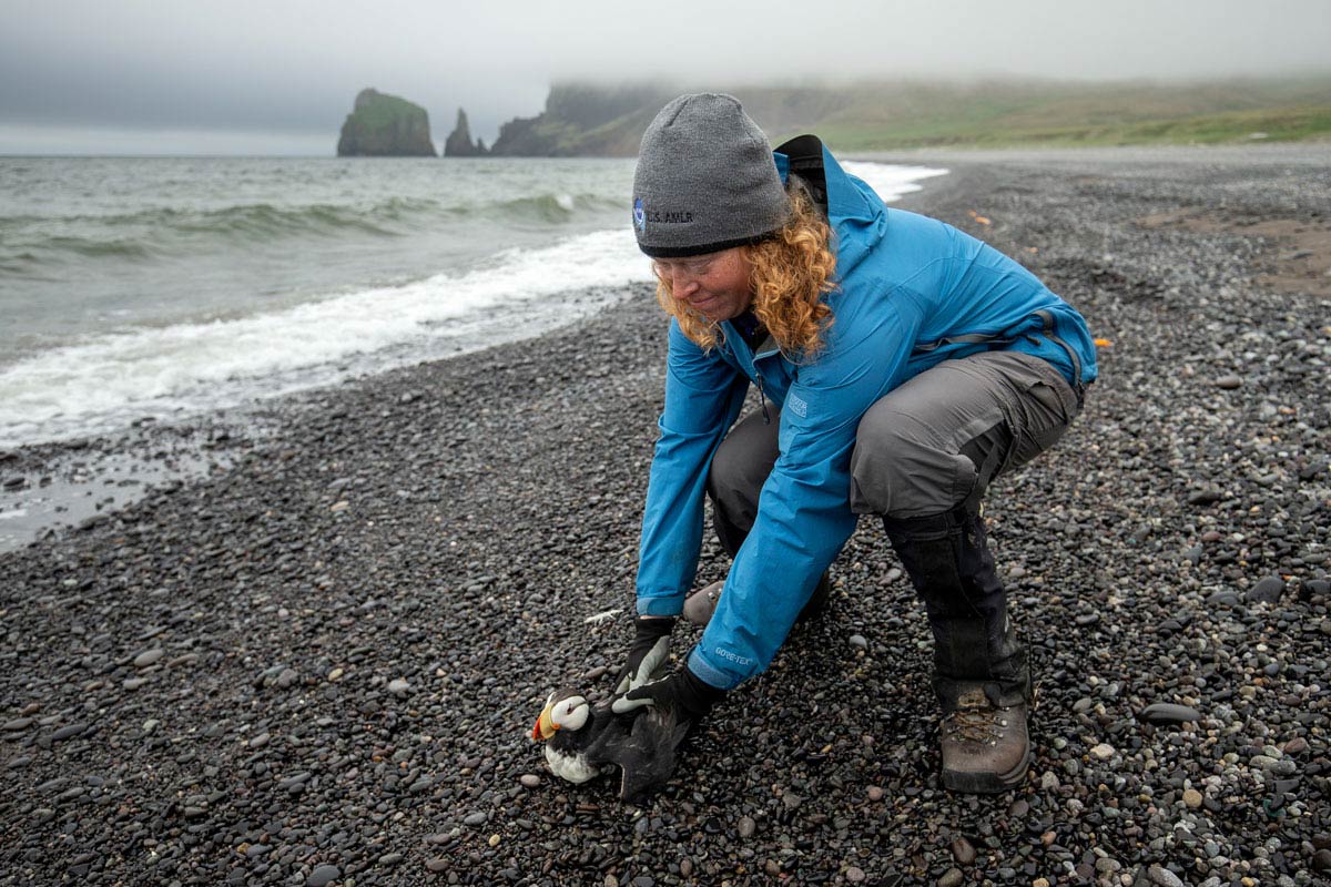Stephanie Walden examines a Horned Puffin. Photo by Andy Johnson.