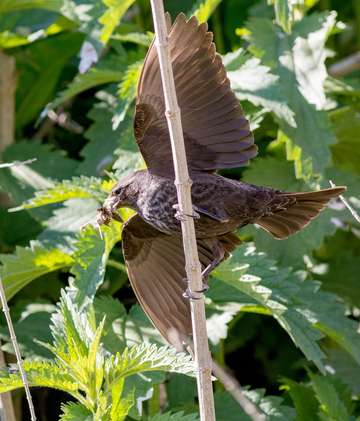 A female Tricolored Blackbird brings protein-rich prey to her nestlings. Photo by Harold Epstein;
