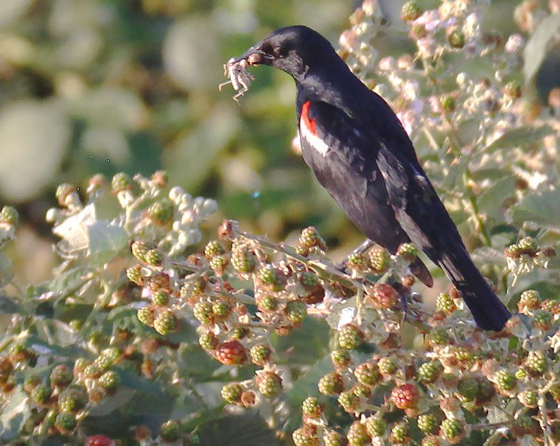 A male Tricolored Blackbird makes a food delivery for its nestlings, hidden nearby in a Himalayan blackberry bush. In the absence of native cattails, tricolors sometimes choose to nest in invasive blackberry bushes. Photo by Sylvia Wright.