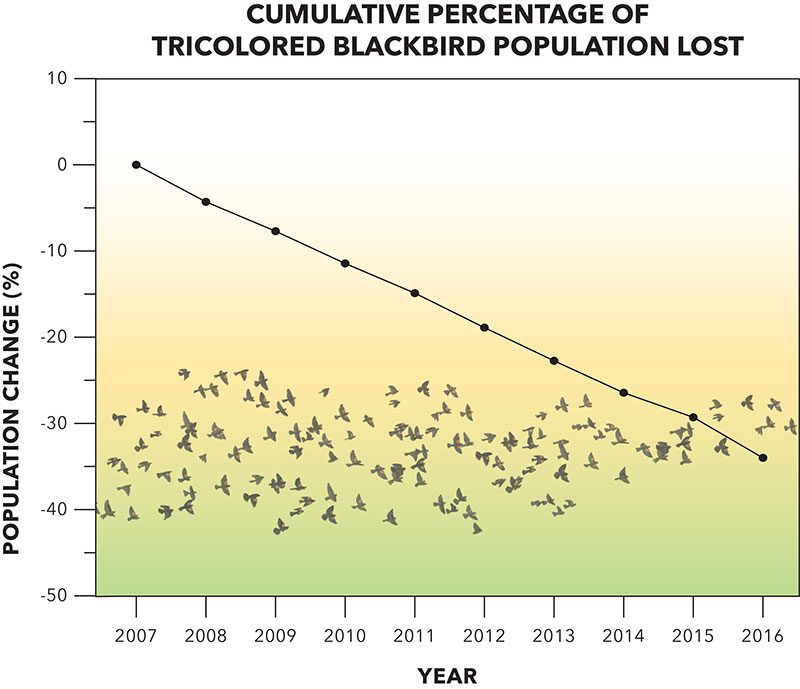 Cornell Lab postdoctoral researcher Orin Robinson built a Tricolored Blackbird population model that showed a 34% decline between 2007 and 2016. Graph by Bartels Science Illustrator Jessica French