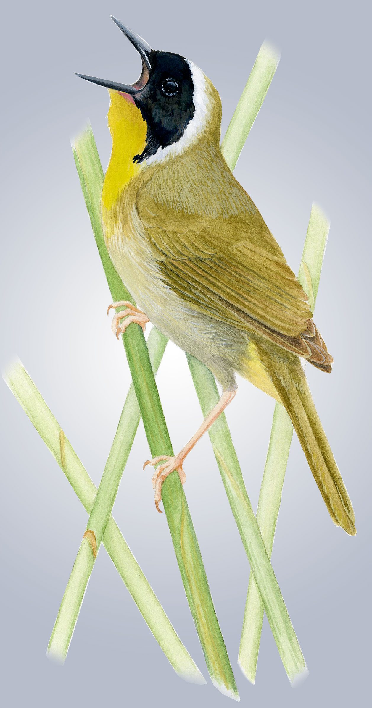 Common Yellowthroat illustration by Bartels Science Illustrator Jessica French