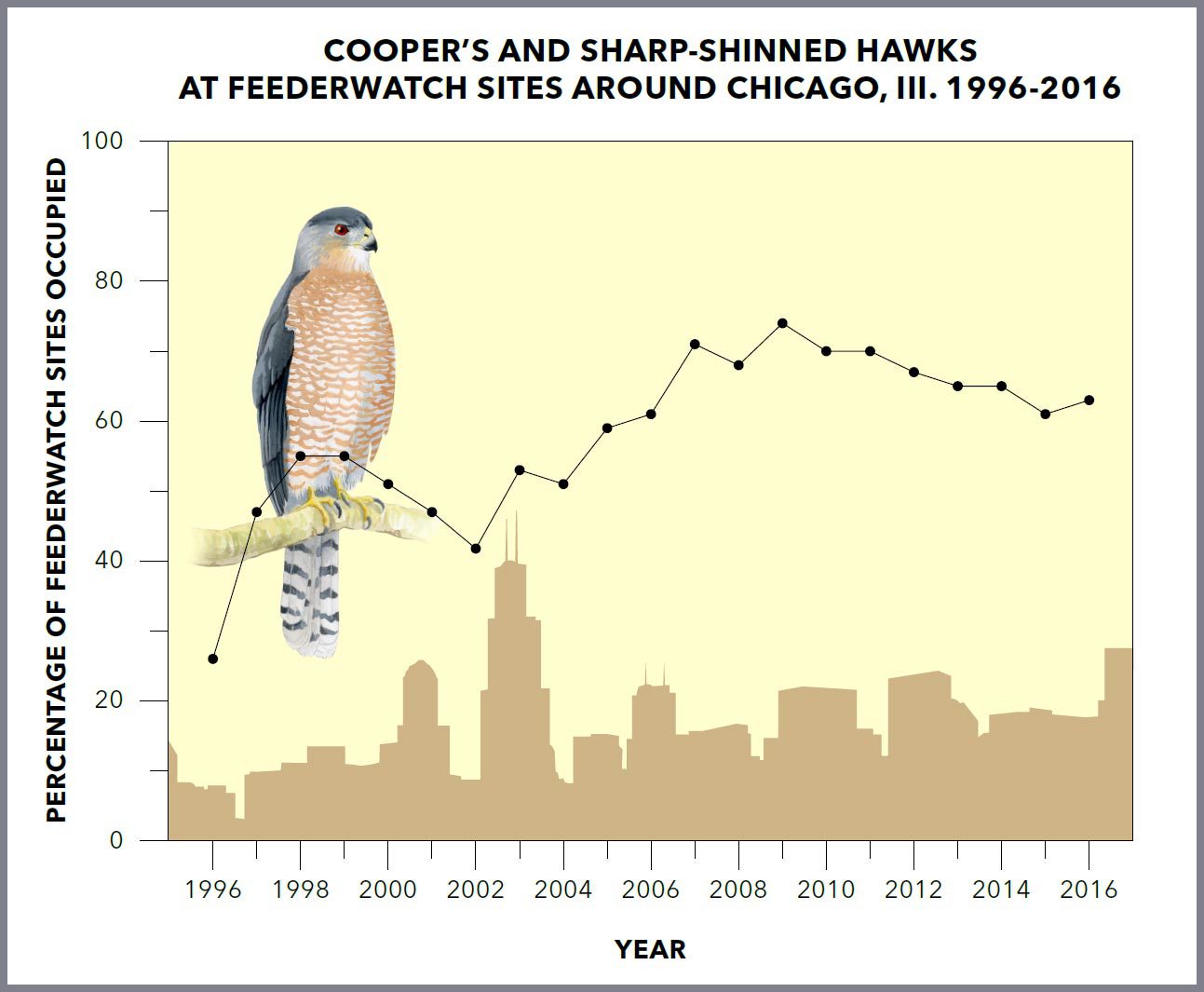 Data from 554 Project FeederWatch sites in the greater Chicago area showed that Cooper’s and Sharp-shinned Hawks visited 27% (around 150) of feeders in 1996, compared with 63% (around 350) in 2016. Graphic by Bartels Science Illustrator Jessica French.