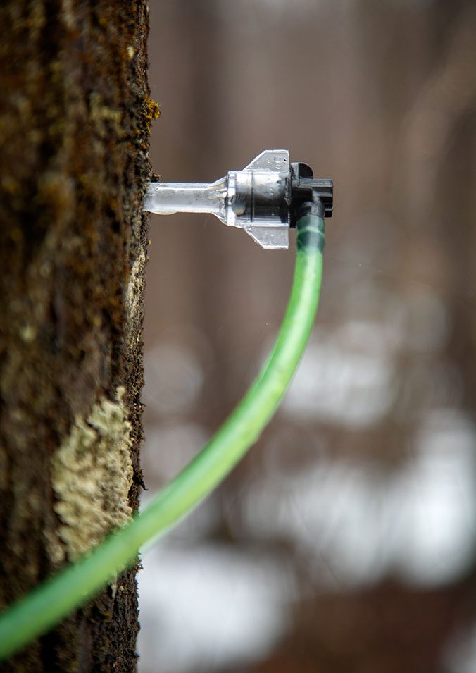 tap in a maple tree. Photo by Jason Koski