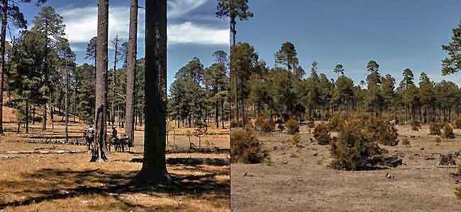 The left photo shows the open understory and large pines in 1956. In the right, the same area is pictured in 2010. Photo on the right by Martjan Lammertink.