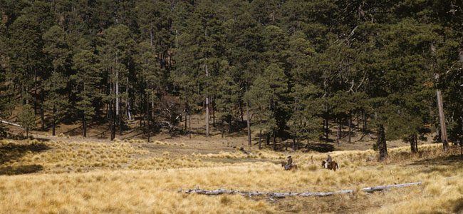 On the right, Rhein crosses a bunchgrass clearing among old-growth pines in 1956. Photo by R.C. Heintzelman.