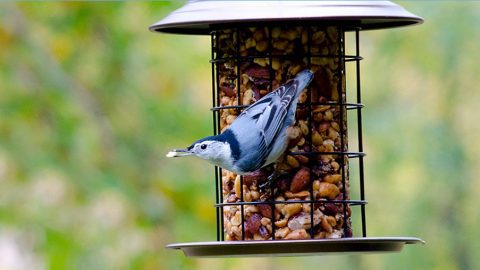 White-breasted Nuthatch, Birdspotter Project feederWatch photo contest 2016-17